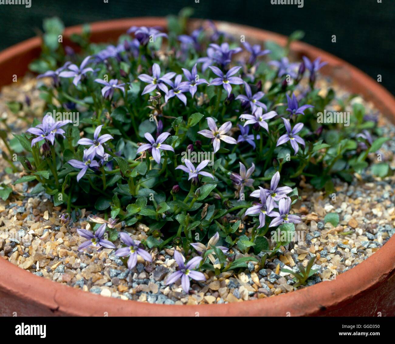 Pratia pedunculata - `County Park'   ALP036070 Stock Photo